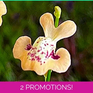 Utricularia fulva