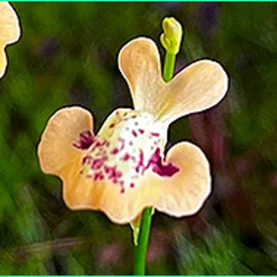 Utricularia fulva
