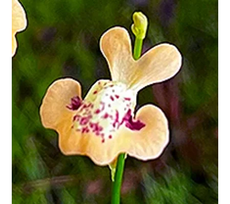 Utricularia fulva
