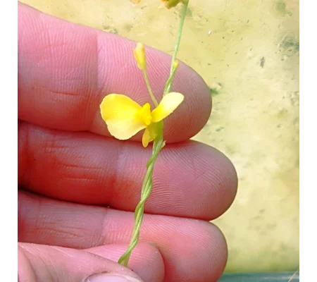 Utricularia prehensilis