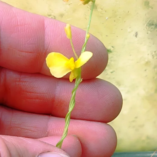 Utricularia prehensilis
