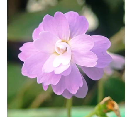 Pinguicula primuliflora ROSE