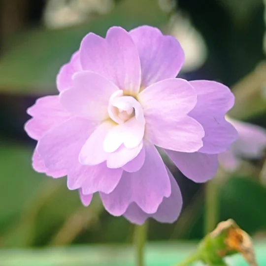 Pinguicula primuliflora ROSE