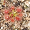 Drosera pulchella, 10+ gemmae