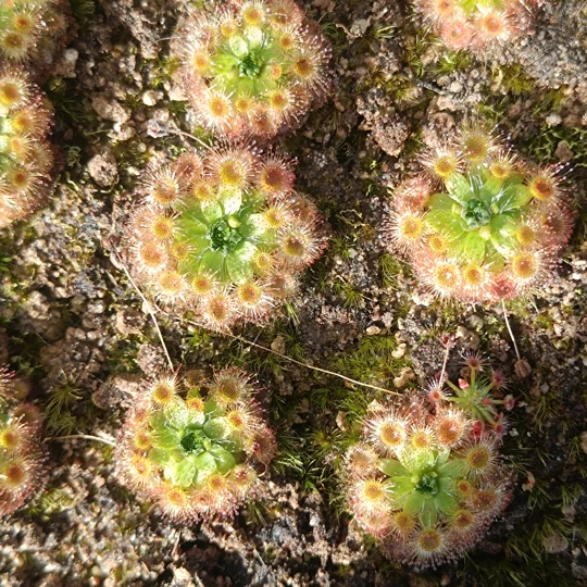 Drosera pulchella 35B, 10+ gemmae