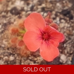 Drosera pulchella 35B, 10+ g..