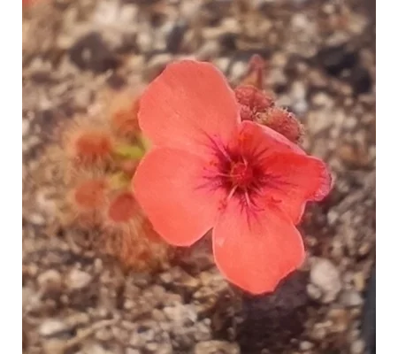 Drosera pulchella 35B, 10+ gemmae