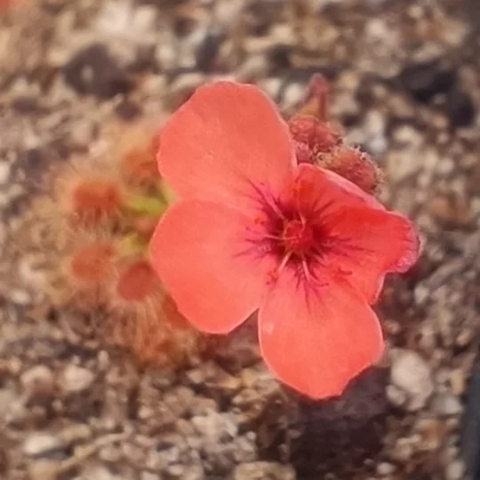 Drosera pulchella 35B, 10+ gemmae