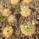 Drosera pulchella 44A, 10+ gemmae