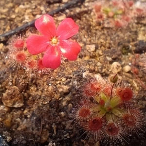Drosera pulchella 44A, ..