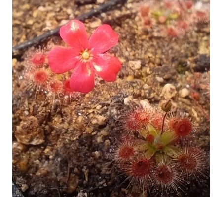 Drosera pulchella 44A, 10+ gemmae