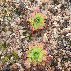 Drosera pulchella Baker's junction, 10+ gemmae