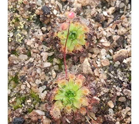Drosera pulchella Baker's junction, 10+ gemmae