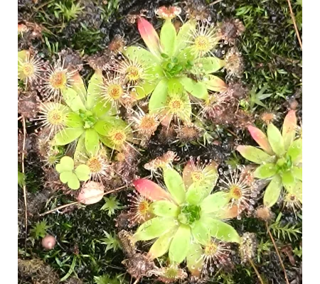 Drosera pulchella Salmon flower, 10+ gemmae