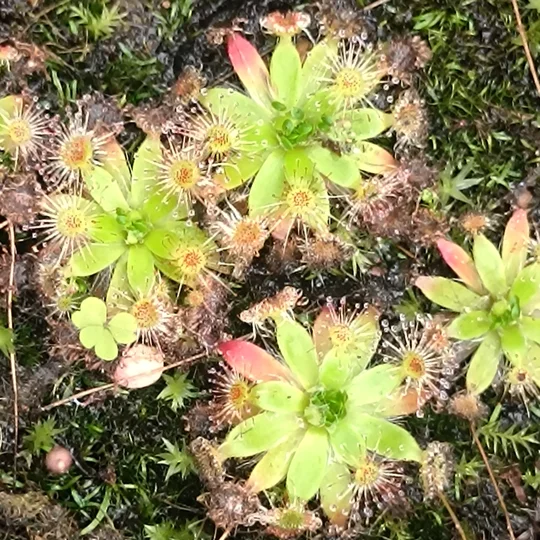 Drosera pulchella Salmon flower, 10+ gemmae