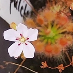 Drosera pulchella, 10+ gemmae