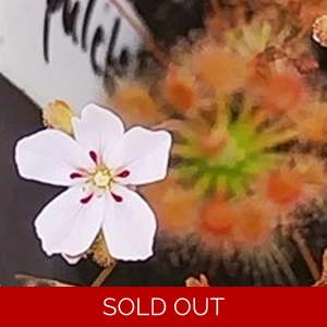 Drosera pulchella, 10+ ..