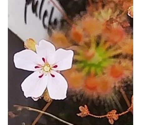 Drosera pulchella, 10+ gemmae