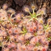 Drosera omissa x pulchella, 10+ gemmae