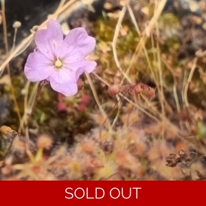 Drosera omissa x pulche..