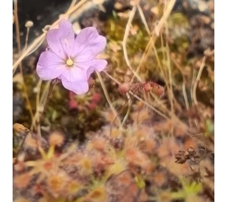 Drosera omissa x pulchella, 10+ gemmae