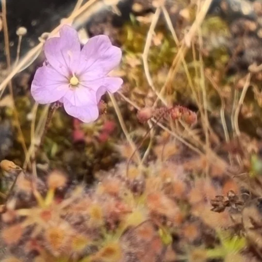 Drosera omissa x pulchella, 10+ gemmae