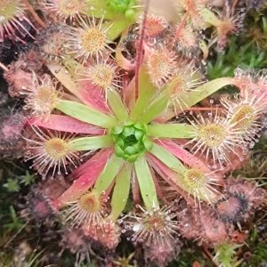 Drosera pulchella x omissa, 10+ gemmae