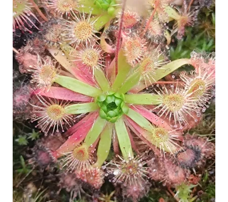 Drosera pulchella x omissa, 10+ gemmae