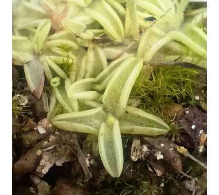Pinguicula pumila, Volusia co., FL, 20 seeds