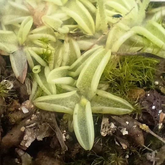 Pinguicula pumila, Volusia co., FL, 20 seeds
