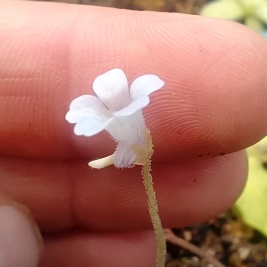 Pinguicula pumila, Volusia co., FL, 20 seeds