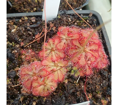 Drosera cf. cayennensis, 30 seeds
