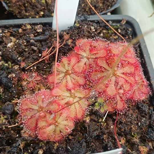 Drosera cf. cayennensis, 30 seeds