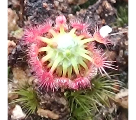 Drosera pycnoblasta, 10+ gemmae