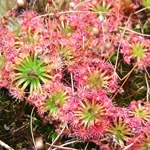 Drosera pygmaea Typical, 10+ gemmae