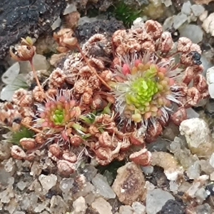 Drosera pygmaea All green, 10+ gemmae