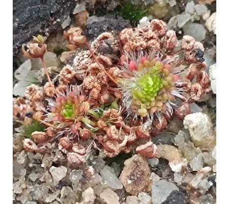 Drosera pygmaea All green, 10+ gemmae