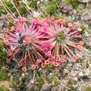 Drosera pygmaea Broadwa..