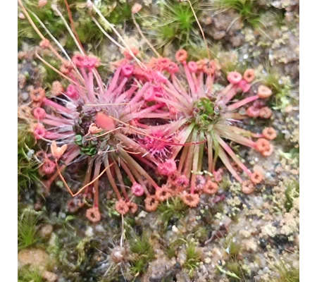 Drosera pygmaea Broadwater, 10+ gemmae