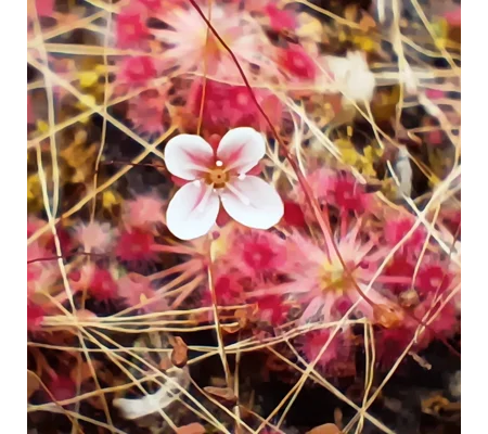 Drosera pygmaea East of AU, 10+ gemmae
