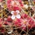 Drosera pygmaea East of AU, 10+ gemmae