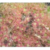 Drosera pygmaea East of AU, 10+ gemmae