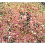 Drosera pygmaea East of AU, 10+ gemmae