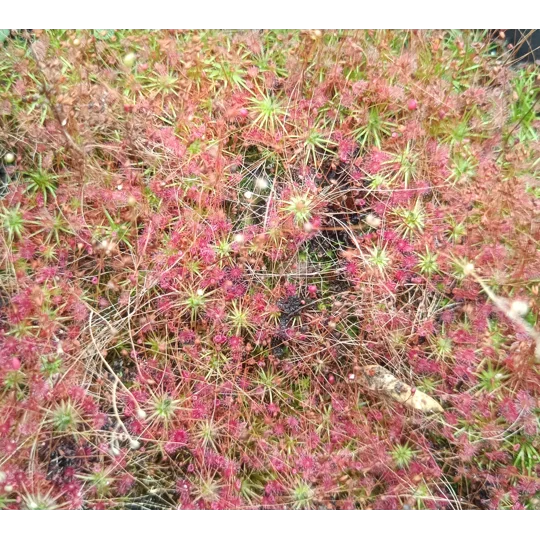 Drosera pygmaea East of AU, 10+ gemmae