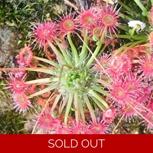 Drosera pygmaea Kangaro..