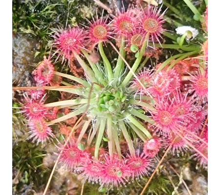 Drosera pygmaea Kangaroo island, 10+ gemmae
