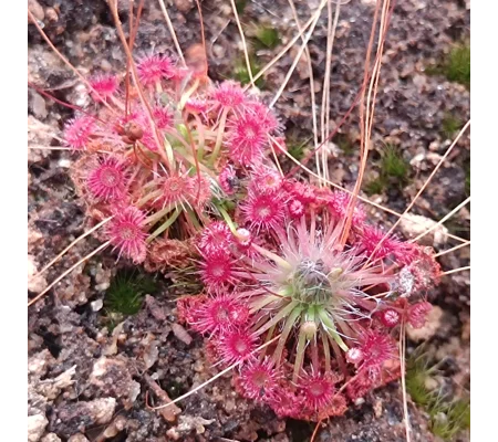 Drosera pygmaea Mt. Lofty, 10+ gemmae
