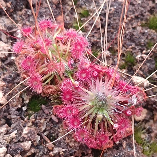 Drosera pygmaea Mt. Lofty, 10+ gemmae