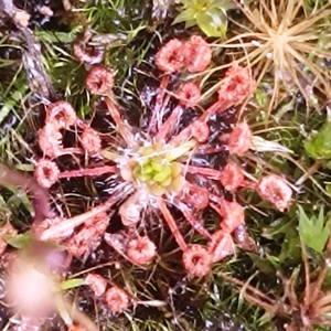 Drosera pygmaea New Zealand, 10+ gemmae