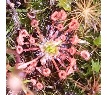 Drosera pygmaea New Zealand, 10+ gemmae